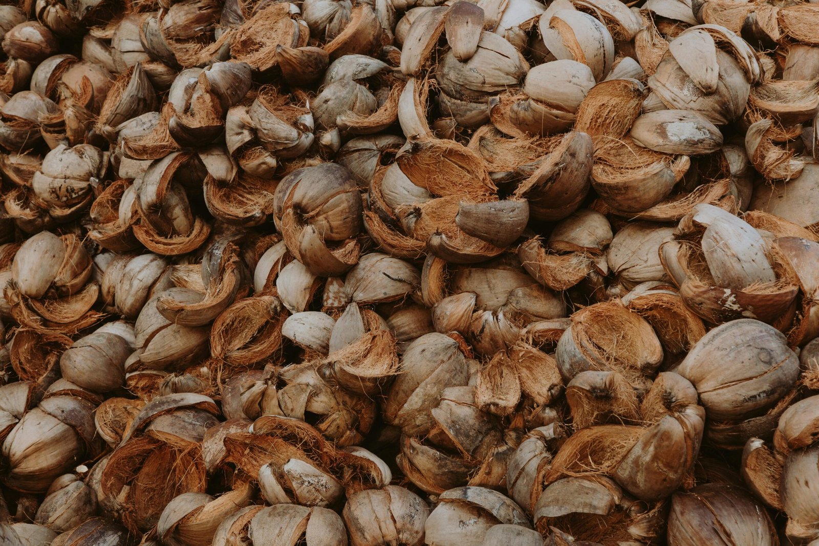 Close-up view of a large pile of dried coconut shells, showcasing a natural texture.
